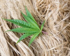 Marijuana leafs on top of dried hemp fibers