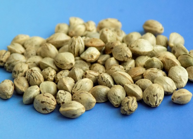 Seeds_hemp