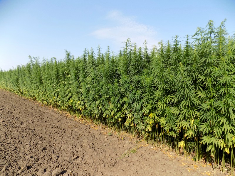 hemp_1