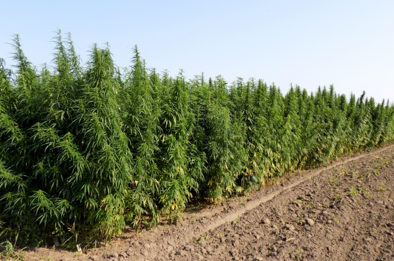 hemp_2